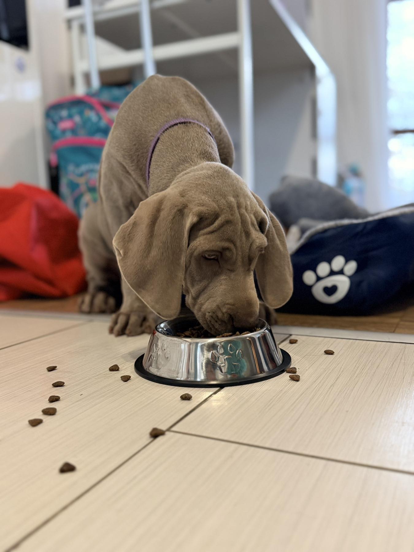 Aldagon Junior - Complete Food for Growing Dogs