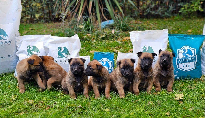 Kennel puppies with Aldagon food